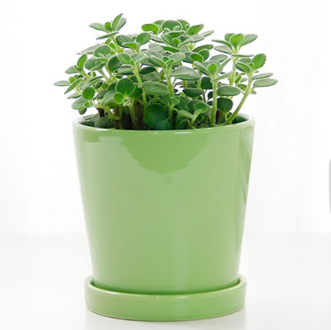 碰碰香小盆栽小型多肉植物室內桌面綠植花卉